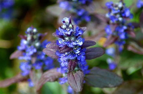 ajucax|How to Plant and Grow Ajuga